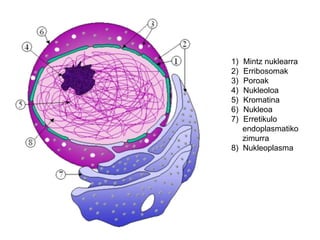 Mintz nuklearra Erribosomak Poroak Nukleoloa Kromatina Nukleoa Erretikulo  endoplasmatiko zimurra 8)  Nukleoplasma 