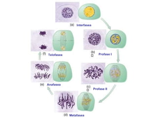 Interfasea Profase I Profase II Metafasea Anafasea Telofasea 