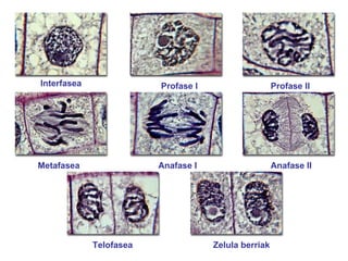 Interfasea Profase I Profase II Metafasea Anafase I Anafase II Telofasea Zelula berriak 