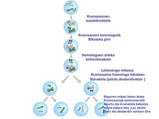 Kromosomen autobikoizketa Kromosoma homologoak Bikoteka jarri Homologoen arteko birkonbinaketa Lehenengo mitosia: Kromosoma homologo bikoteen Banaketa (zelula desberdinetan  ) Bigarren mitosi baten bidez Kromosomak zentromerotik Apurtu eta kromatida bakoitza zelula batera doa. Lau zelula  Berri eta desberdin sortzen dira 