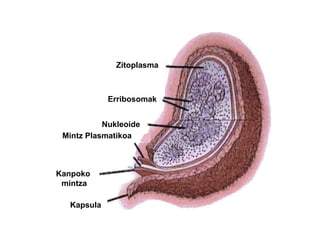 Zitoplasma Erribosomak Nukleoide Mintz Plasmatikoa Kanpoko mintza Kapsula 