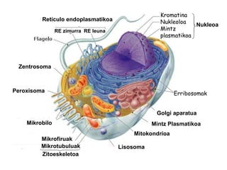Erribosomak Kromatina Nukleoloa Mintz  plasmatikoa Nukleoa Retículo endoplasmatikoa RE zimurra  RE leuna Zentrosoma Peroxisoma Lisosoma Mitokondrioa Mintz Plasmatikoa Golgi   aparatua Mikrobilo Mikrofiruak Mikrotubuluak Zitoeskeletoa 