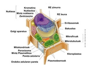 RE zimurra RE leuna Erribosomak Bakuoloa Mikrofiruak Mikrotubuluak z i t o e s k e l e t o Kloroplastoa Plasmodesmoak Ondoko zelularen pareta Pareta zelularra Mintz Plasmatikoa Peroxisoma Mitokondrioak Golgi aparatua Zentrosoma Kromatina Nukleoloa Mintz nuklearra Nukleoa 