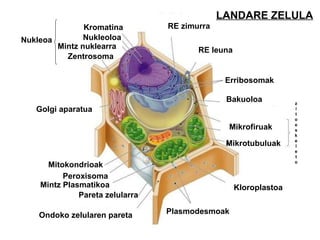 RE zimurra RE leuna Erribosomak Bakuoloa Mikrofiruak Mikrotubuluak z i t o e s k e l e t o Kloroplastoa Plasmodesmoak Ondoko zelularen pareta Pareta zelularra Mintz Plasmatikoa Peroxisoma Mitokondrioak Golgi aparatua Zentrosoma Kromatina Nukleoloa Mintz nuklearra Nukleoa LANDARE ZELULA 