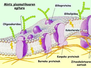 Barneko proteinak Kanpoko proteinak Zitoeskeletoaren zuntzak Glikolipidoa Glikoproteina Oligosakaridoa Kolesterola Mintz plasmatikoaren egitura 