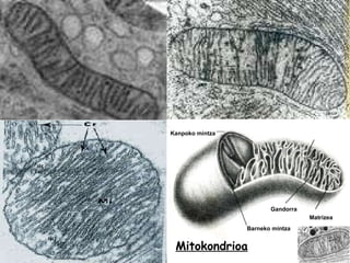Barneko mintza Gandorra Matrizea Kanpoko mintza Mitokondrioa 