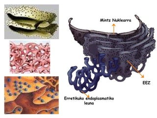 Mintz Nuklearra Erretikuko endoplasmatiko leuna EEZ 