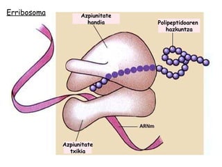 Polipeptidoaren  hazkuntza Azpiunitate handia Azpiunitate txikia Erribosoma 
