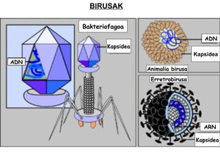 Bakteriofagoa Kapsidea ADN ADN Kapsidea Animalia birusa Erretrobirusa ARN Kapsidea BIRUSAK 