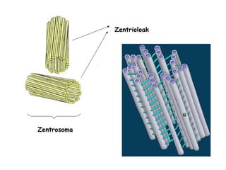 Zentrosoma Zentrioloak 