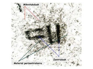 Material perizentriolarra Zentrioloak Mikrotubuluak 