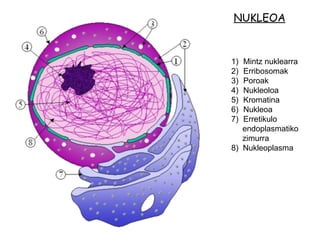 Mintz nuklearra Erribosomak Poroak Nukleoloa Kromatina Nukleoa Erretikulo  endoplasmatiko zimurra 8)  Nukleoplasma NUKLEOA 