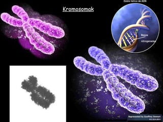 Kromosomak 