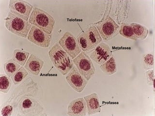 Metafasea Anafasea Profasea Telofase 