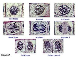 Interfasea Profase I Profase II Metafasea Anafase I Anafase II Telofasea Zelula berriak MEIOSIA 