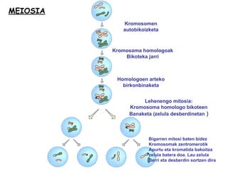 Kromosomen autobikoizketa Kromosoma homologoak Bikoteka jarri Homologoen arteko birkonbinaketa Lehenengo mitosia: Kromosoma homologo bikoteen Banaketa (zelula desberdinetan  ) Bigarren mitosi baten bidez Kromosomak zentromerotik Apurtu eta kromatida bakoitza zelula batera doa. Lau zelula  Berri eta desberdin sortzen dira MEIOSIA 