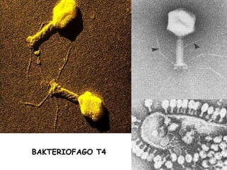 BAKTERIOFAGO T4 