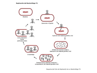 Replicación del Bacteriófago T4   Esquema del Ciclo de Replicación de un Bacteriófago T4   