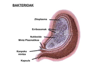 Zitoplasma Erribosomak Nukleoide Mintz Plasmatikoa Kanpoko mintza Kapsula BAKTERIOAK 
