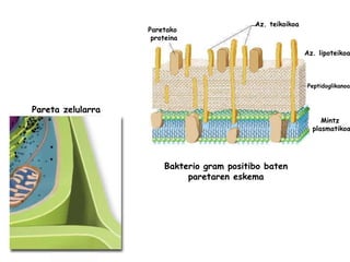Pareta zelularra Bakterio gram positibo baten paretaren eskema Mintz plasmatikoa Peptidoglikanoa Az. teikoikoa Az. lipoteikoa Paretako  proteina 
