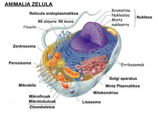 Erribosomak Kromatina Nukleoloa Mintz  nuklearra Nukleoa Retículo endoplasmatikoa RE zimurra  RE leuna Zentrosoma Peroxisoma Lisosoma Mitokondrioa Mintz Plasmatikoa Golgi   aparatua Mikrobilo Mikrofiruak Mikrotubuluak Zitoeskeletoa ANIMALIA ZELULA 
