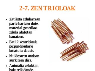 2-7. ZENTRIOLOAK Zatiketa zelularrean parte hartzen dute, material genetikoa zelula alabetan banatzen. Beti 2 zentrioloak, perpendikularki kokatuta daude. Nukleoaren ondoan aurkitzen dira.   Animalia zeluletan bakarrik daude. 