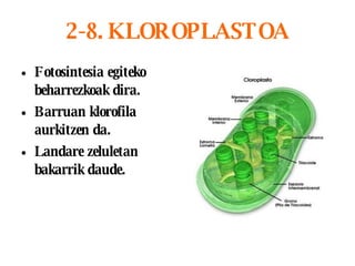 2-8. KLOROPLASTOA Fotosintesia egiteko beharrezkoak dira. Barruan klorofila aurkitzen da.   Landare zeluletan bakarrik daude. 