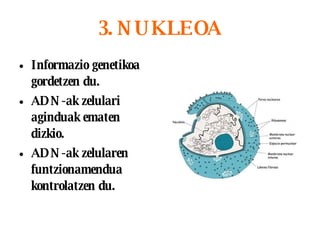3. NUKLEOA Informazio genetikoa gordetzen du. ADN-ak zelulari aginduak ematen dizkio. ADN-ak zelularen funtzionamendua kontrolatzen du. 