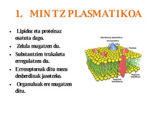 MINTZ PLASMATIKOA Lipidoz eta proteinaz osatuta dago. Zelula mugatzen du. Substantzien trukaketa erregulatzen du. Errezeptoreak ditu mezu desberdinak jasotzeko. Organuluak ere mugatzen ditu.   