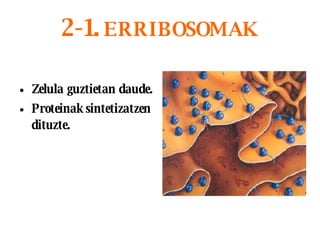2-1.  ERRIBOSOMAK Zelula guztietan daude. Proteinak sintetizatzen dituzte.   
