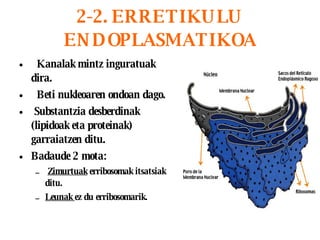 2-2. ERRETIKULU ENDOPLASMATIKOA Kanalak mintz inguratuak dira. Beti nukleoaren ondoan dago. Substantzia desberdinak (lipidoak eta proteinak) garraiatzen ditu. Badaude 2 mota: Zimurtuak  erribosomak itsatsiak ditu. Leunak  ez du erribosomarik.   