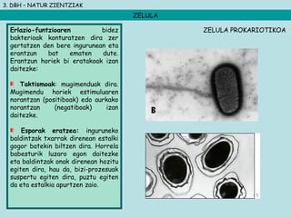 3. DBH – NATUR ZIENTZIAK
ZELULA
Erlazio-funtzioaren bidez
bakterioak konturatzen dira zer
gertatzen den bere ingurunean eta
erantzun bat ematen dute.
Erantzun horiek bi eratakoak izan
daitezke:
Taktismoak: mugimenduak dira.
Mugimendu horiek estimuluaren
norantzan (positiboak) edo aurkako
norantzan (negatiboak) izan
daitezke.
Esporak eratzea: inguruneko
baldintzak txarrak direnean estalki
gogor batekin biltzen dira. Horrela
babesturik luzaro egon daitezke
eta baldintzak onak direnean hozitu
egiten dira, hau da, bizi-prozesuak
suspertu egiten dira, puztu egiten
da eta estalkia apurtzen zaio.
ZELULA PROKARIOTIKOA
 