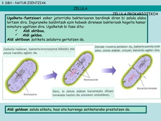 3. DBH – NATUR ZIENTZIAK
ZELULA
Ugalketa-funtzioari esker jatorrizko bakterioaren berdinak diren bi zelula alaba
lortzen dira. Inguruneko baldintzak ezin hobeak direnean bakterioak hogeita hamar
minuturo ugaltzen dira. Ugalketak bi fase ditu:
 Aldi aktiboa.
 Aldi geldoa.
Aldi aktiboan zatiketa zelularra gertatzen da.
ZELULA PROKARIOTIKOA
Aldi geldoan zelula elikatu, hazi eta hurrengo zatiketarako prestatzen da.
 