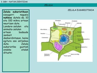 3. DBH – NATUR ZIENTZIAK
ZELULA
Zelula eukariotikoen
ezaugarri nagusia
nukleoa dutela da. 10
eta 100 mikra artean
neurtzen dute.
Landare-zelulen eta
animalia-zelulen
artean badaude
zenbait
desberdintasun, baina
egitura oso antzekoa
dute. Zelula
eukariotiko guztiek
ondoko atalak
dituzte:
ZELULA EUKARIOTIKOA
 