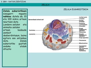 3. DBH – NATUR ZIENTZIAK
ZELULA
ZELULA EUKARIOTIKOA
Zelula eukariotikoen
ezaugarri nagusia
nukleoa dutela da. 10
eta 100 mikra artean
neurtzen dute.
Landare-zelulen eta
animalia-zelulen
artean badaude
zenbait
desberdintasun, baina
egitura oso antzekoa
dute. Zelula
eukariotiko guztiek
ondoko atalak
dituzte:
 