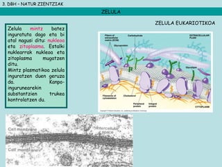 3. DBH – NATUR ZIENTZIAK
ZELULA
Zelula mintz batez
inguratuta dago eta bi
atal nagusi ditu: nukleoa
eta zitoplasma. Estalki
nuklearrak nukleoa eta
zitoplasma mugatzen
ditu.
Mintz plasmatikoa zelula
inguratzen duen geruza
da. Kanpo-
ingurunearekin
substantzien trukea
kontrolatzen du.
ZELULA EUKARIOTIKOA
 