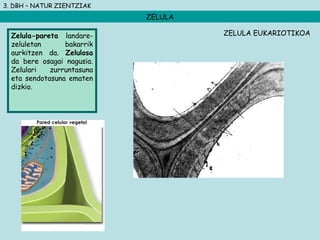 3. DBH – NATUR ZIENTZIAK
ZELULA
Zelula-pareta landare-
zeluletan bakarrik
aurkitzen da. Zelulosa
da bere osagai nagusia.
Zelulari zurruntasuna
eta sendotasuna ematen
dizkio.
ZELULA EUKARIOTIKOA
 