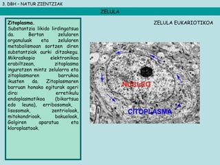 3. DBH – NATUR ZIENTZIAK
ZELULA
Zitoplasma.
Substantzia likido lirdingatsua
da. Bertan zelularen
organuluak eta zelularen
metabolismoan sortzen diren
substantziak aurki ditzakegu.
Mikroskopio elektronikoa
erabiltzean, zitoplasma
inguratzen mintz zelularra eta
zitoplasmaren barrukoa
ikusten da. Zitoplasmaren
barruan honako egiturak ageri
dira: erretikulu
endoplasmatikoa (bikortsua
edo leuna), erribosomak,
lisosomak, zentrioloak,
mitokondrioak, bakuoloak,
Golgiren aparatua eta
kloroplastoak.
ZELULA EUKARIOTIKOA
 