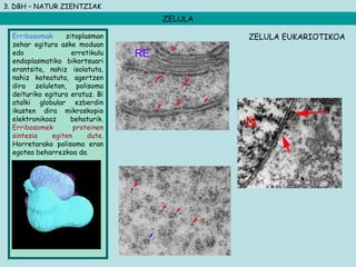 3. DBH – NATUR ZIENTZIAK
ZELULA
Erribosomak zitoplasman
zehar egitura aske moduan
edo erretikulu
endoplasmatiko bikortsuari
erantsita, nahiz isolatuta,
nahiz kateatuta, agertzen
dira zeluletan, polisoma
deituriko egitura eratuz. Bi
atalki globular ezberdin
ikusten dira mikroskopio
elektronikoaz behaturik.
Erribosomek proteinen
sintesia egiten dute.
Horretarako polisoma eran
egotea beharrezkoa da.
ZELULA EUKARIOTIKOA
 