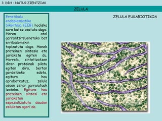 3. DBH – NATUR ZIENTZIAK
ZELULA
Erretikulu
endoplasmatiko
bikortsua (EEB) hodiska
sare batez osatuta dago.
Haren atal
garrantzitsuenetako bat
erribosomekin
tapizatuta dago. Honek
proteinen sintesia eta
jariaketa egiten du.
Horrela, sintetizatzen
diren proteinak pilatu
egiten dira, bertan
gordetzeko edota,
egitura hau
aprobetxatuz, zelula
osoan zehar garraiatuak
izateko. Egitura hau
proteinen sintesi eta
jariaketan
espezializatuta dauden
zeluletan ageri da.
ZELULA EUKARIOTIKOA
 