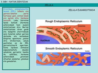 3. DBH – NATUR ZIENTZIAK
ZELULA
Erretikulu endoplasmatiko
leunak (EEL) bilketa eta
garraio-lanetan parte
hartzeaz gain, sintesi-lanak
ere egiten ditu, lipidoena
bereziki. Leku horretan
lipido batzuk (hormona
esteroideak hain zuzen)
sintetizatzen dira. Bertan
sintetizatzen diren gaiak
eta kanpotik etorritakoak
sare honetan zehar garraia
daitezke eta normalean
Golgiren aparatura joaten
dira. Orokorrean, zelula
guztietan ez da EEL
garrantzitsurik agertzen,
baina lipidoen sintesian
espezializatuta dauden
zeluletan garrantzi handia
du, adibidez, hormona
esteroideak jariatzen
dituzten zeluletan, gibelean
eta gonadetan.
ZELULA EUKARIOTIKOA
 