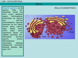 3. DBH – NATUR ZIENTZIAK
ZELULA
Golgiren aparatua ez da
egitura finko bat,
dinamikoa baizik eta
bere itxura zelularen
egoera funtzionalaren
araberakoa da. Egitura
hau sarritan
zentrosomaren inguruan
kokatzen da eta sakulu
multzo batez osatuta
dago. Sakulu hauek
mintz bakar batez
inguratuta daude eta
taldeka metatzen dira,
diktiosoma deritzon
egitura eratuz.
Diktiosomaren
ingurunean sakuluen
banaketatik eratutako
besikula globular asko
ageri dira.
ZELULA EUKARIOTIKOA
 