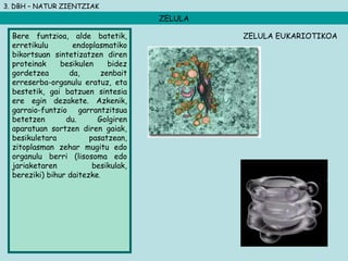 3. DBH – NATUR ZIENTZIAK
ZELULA
Bere funtzioa, alde batetik,
erretikulu endoplasmatiko
bikortsuan sintetizatzen diren
proteinak besikulen bidez
gordetzea da, zenbait
erreserba-organulu eratuz, eta
bestetik, gai batzuen sintesia
ere egin dezakete. Azkenik,
garraio-funtzio garrantzitsua
betetzen du. Golgiren
aparatuan sortzen diren gaiak,
besikuletara pasatzean,
zitoplasman zehar mugitu edo
organulu berri (lisosoma edo
jariaketaren besikulak,
bereziki) bihur daitezke.
ZELULA EUKARIOTIKOA
 