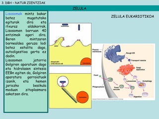 3. DBH – NATUR ZIENTZIAK
ZELULA
Lisosomak mintz bakar
batez mugatutako
egiturak dira eta
itxuraz aldakorrak.
Lisosomen barruan 40
entzimak ageri dira.
Beren mintzaren
barnealdea geruza lodi
batez estalita dago,
autodigestioa gerta ez
dadin.
Lisosomen jatorria
Golgiren aparatuan dago
eta hidrolasen sintesia
EEBn egiten da, Golgiren
aparatura garraiatuak
izanik, eta hemen
jariozko besikula
moduan zitoplasmara
askatzen dira.
ZELULA EUKARIOTIKOA
 