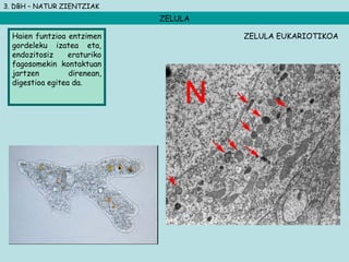 3. DBH – NATUR ZIENTZIAK
ZELULA
Haien funtzioa entzimen
gordeleku izatea eta,
endozitosiz eraturiko
fagosomekin kontaktuan
jartzen direnean,
digestioa egitea da.
ZELULA EUKARIOTIKOA
 