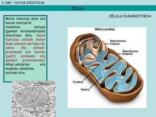 3. DBH – NATUR ZIENTZIAK
ZELULA
Mintz bikoitza dute eta
barne-mintzetik
tolestura batzuk
{gandor mitokondrialak}
ateratzen dira. Haien
funtzioa zelulak behar
duen energia sortzea da,
nahiz eta sintesi-
prozesuak ere burutu
(gantz azidoena eta
zenbait proteinarena).
Gibel-zeluletan eta
muskulu-zeluletan
anitzak dira.
ZELULA EUKARIOTIKOA
 