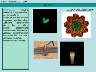 3. DBH – NATUR ZIENTZIAK
ZELULA
Zentrioloak zilindro
itxurako bi egitura dira,
perpendikularki
kokatuak eta nukleoaren
inguruan agerten dira.
Zatiketa zelularrean
parte hartzen dute
zelula alabentzako
kromosomen banaketan.
Zelulen mugimenduetan
ere parte hartzen dute.
Animalia-zeluletan
bakarrik azaltzen dira.
ZELULA EUKARIOTIKOA
 