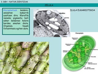 3. DBH – NATUR ZIENTZIAK
ZELULA
Kloroplastoak landare-
zeluletan bakarrik
azaltzen dira. Klorofila
izeneko pigmentu bati
esker landareei kolore
berdea ematen diete.
Organulu hauek
fotosintesia egiten dute.
ZELULA EUKARIOTIKOA
 