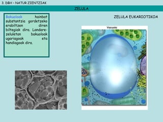 3. DBH – NATUR ZIENTZIAK
ZELULA
Bakuoloak hainbat
substantzia gordetzeko
erabiltzen diren
biltegiak dira. Landare-
zeluletan bakuoloak
ugariagoak eta
handiagoak dira.
ZELULA EUKARIOTIKOA
 