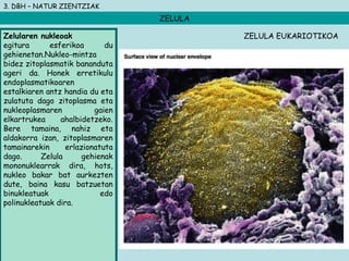 3. DBH – NATUR ZIENTZIAK
ZELULA
Zelularen nukleoak
egitura esferikoa du
gehienetan.Nukleo-mintza
bidez zitoplasmatik bananduta
ageri da. Honek erretikulu
endoplasmatikoaren
estalkiaren antz handia du eta
zulatuta dago zitoplasma eta
nukleoplasmaren gaien
elkartrukea ahalbidetzeko.
Bere tamaina, nahiz eta
aldakorra izan, zitoplasmaren
tamainarekin erlazionatuta
dago. Zelula gehienak
mononuklearrak dira, hots,
nukleo bakar bat aurkezten
dute, baina kasu batzuetan
binukleatuak edo
polinukleatuak dira.
ZELULA EUKARIOTIKOA
 